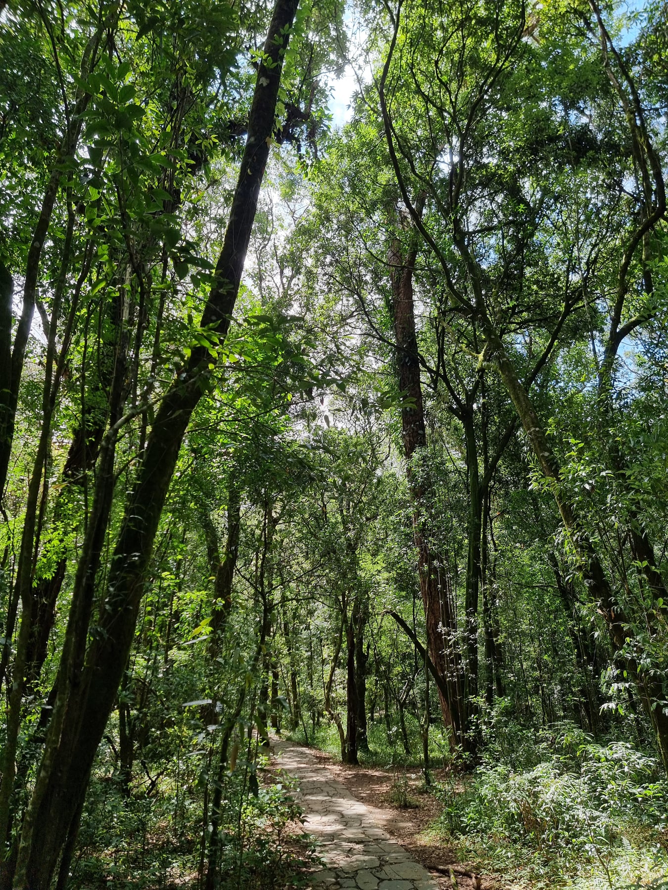 Mawsynram Trek